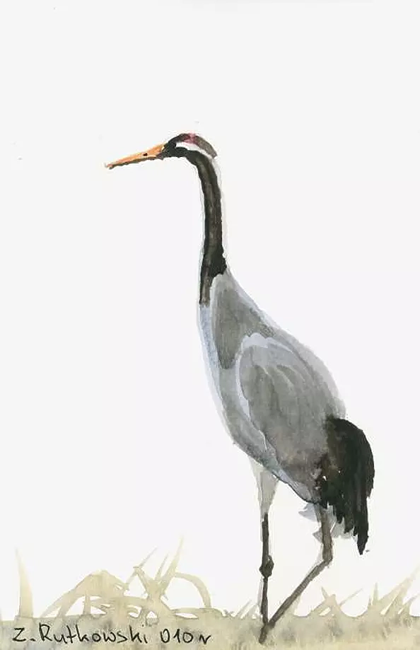 Zdzisław Rutkowski - Żuraw I