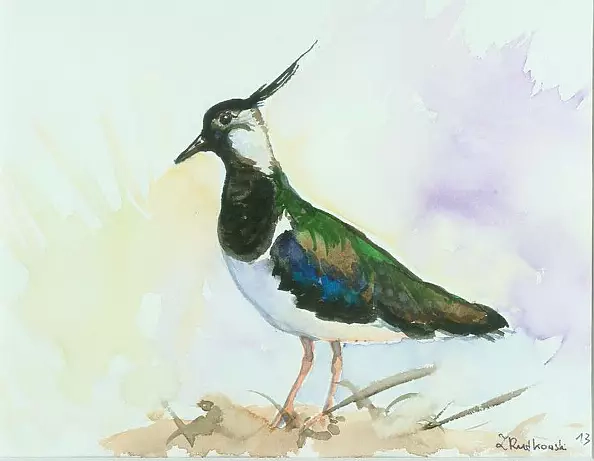 Zdzisław Rutkowski - Lapwing