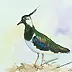 Zdzisław Rutkowski - Lapwing
