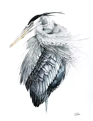   - Grey Heron