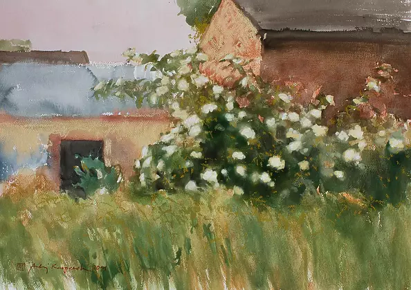 Andrzej Kacperek - elderberry