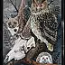 Agnieszka Mantaj - Skull and eagle owl