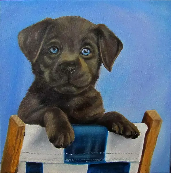 Magdalena Iwanowska - chocolate labrador