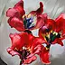 Justyna Szałamacha - tulipes rouges