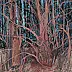 Angelika Mus Nowak - Luce rossa alberi addormentati