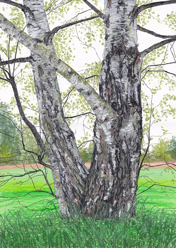 Angelika Mus Nowak - Is a double birch lonely too?