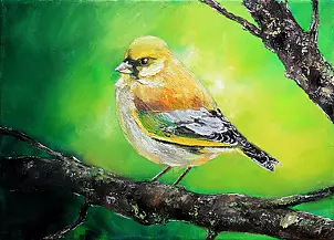 Radosław Popek - DZWONIEC - BIRDS OF POLAND