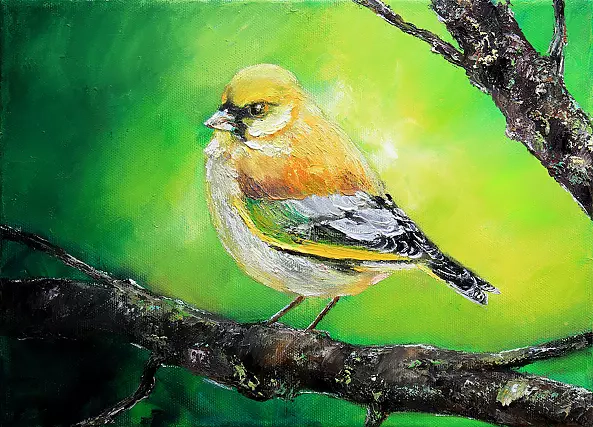 Radosław Popek - DZWONIEC - BIRDS OF POLAND