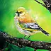 Radosław Popek - Greenfinch - POLNISCHE BIRDS