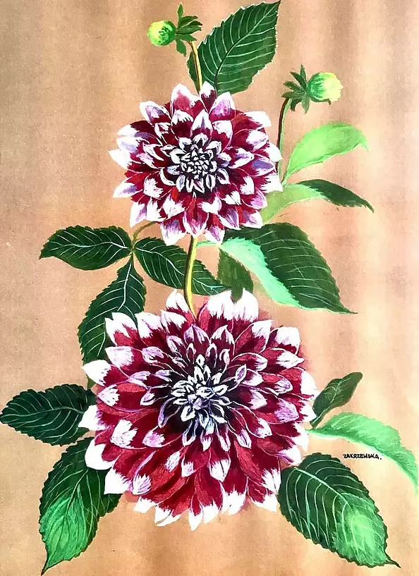 Ewa Zakrzewska - Dahlia