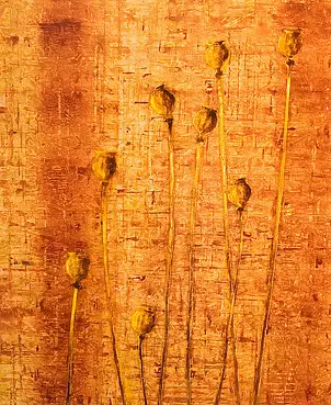 Tadeusz Gazda - poppy dancing