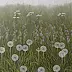 Dariusz Król - dandelions
