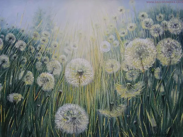 Joanna Brzostowska - dandelions