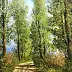 Marek Szczepaniak - Road under poplars