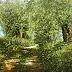 Marek Szczepaniak - Road under willows