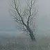 Dariusz Król - Tree in the meadow