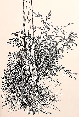 Rafał Czwichocki - Tree