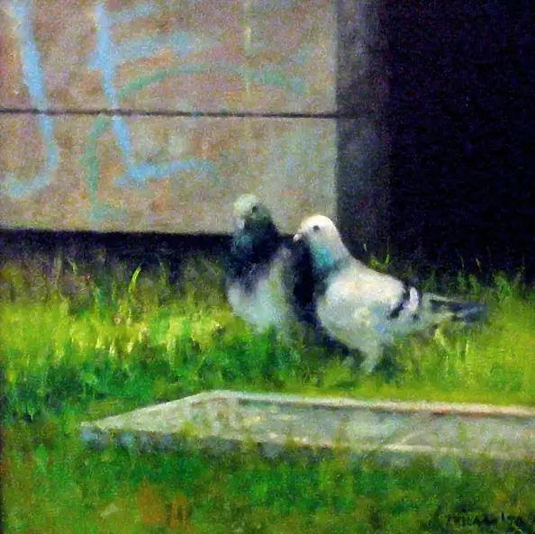 Piotr Pilawa - Dwa gołbie na tle muru