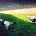 Piotr Pilawa - Dwa gołębie na trawie