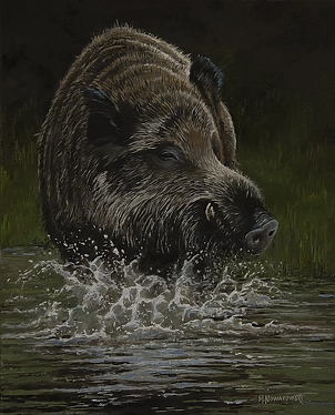 Michał Nowakowski - Wild boar swimming 