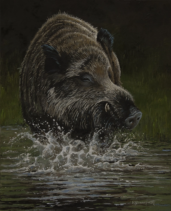 Michał Nowakowski - Wild boar swimming 