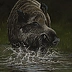 Michał Nowakowski - Wild boar swimming 