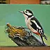 Mirosław Kowzanowicz - Woodpecker