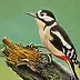 Mirosław Kowzanowicz - Woodpecker