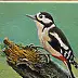 Mirosław Kowzanowicz - Woodpecker
