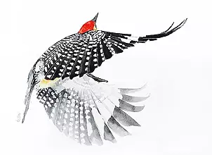   - Woodpecker in flight
