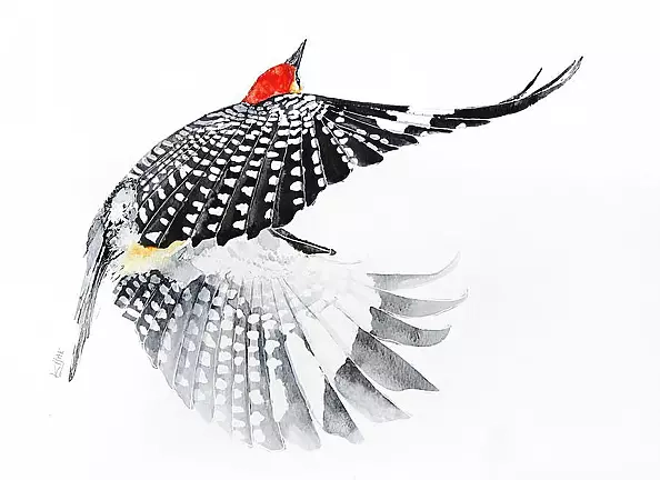 Karolina Kijak - Woodpecker in flight