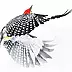 Karolina Kijak - Woodpecker in flight