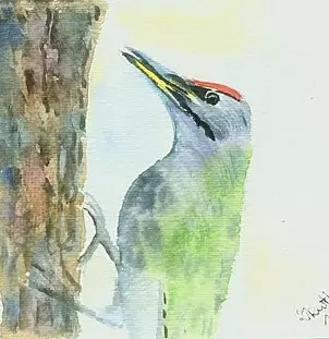 Zdzisław Rutkowski - green woodpecker