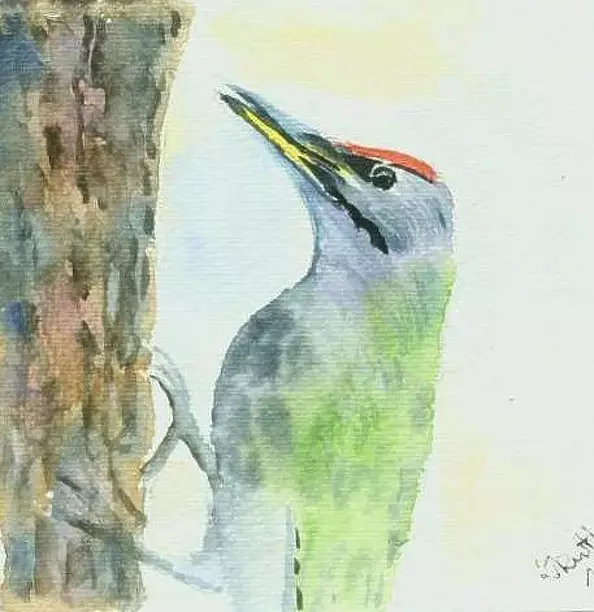 Zdzisław Rutkowski - green woodpecker