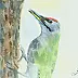 Zdzisław Rutkowski - green woodpecker