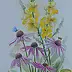 Katarzyna Niemczak - Mullein and Echinacea