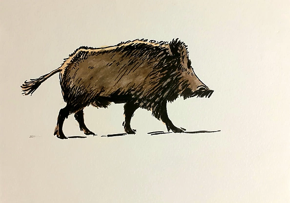 Rafał Czwichocki - Boar