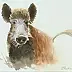 Zdzisław Rutkowski - Boar