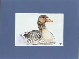 Zdzisław Rutkowski - Dzika gęś gęgawa