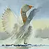 Zdzisław Rutkowski - wild goose