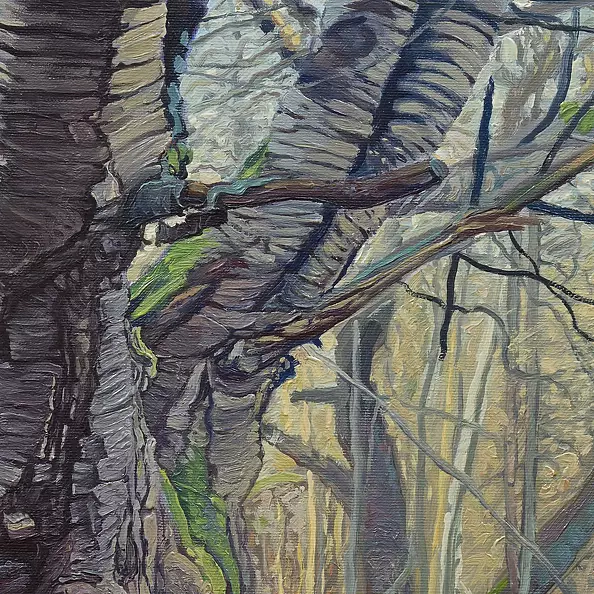 Wojciech Pater - Wild Trees III - Bystrzyckie Mountains III