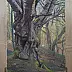 Wojciech Pater - Wild Trees III - Bystrzyckie Mountains III