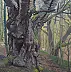 Wojciech Pater - Dzikie Drzewa III - Góry Bystrzyckie III