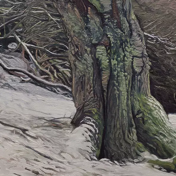 Wojciech Pater - Wild Trees II - Bystrzyckie Mountains II