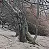 Wojciech Pater - Wild Trees II - Bystrzyckie Mountains II