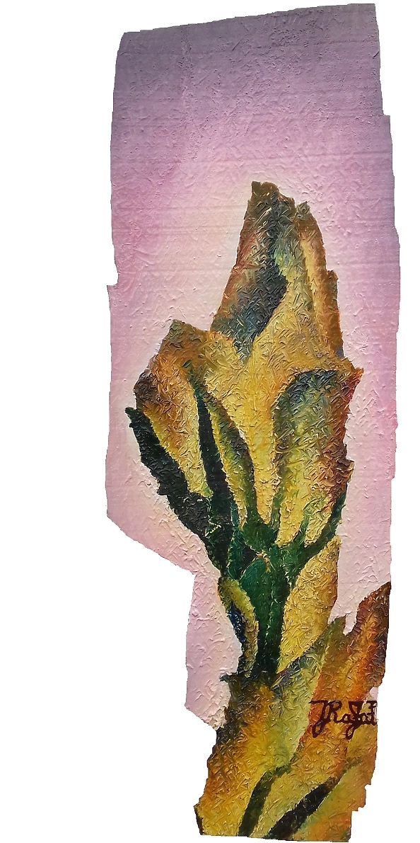 Rafał Jarosz - Display Tulips