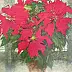 Tadeusz Gazda - Poinsettias in the window