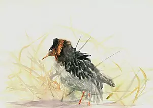 Zdzisław Rutkowski - "Bojownik"/Philomachus pugnax/