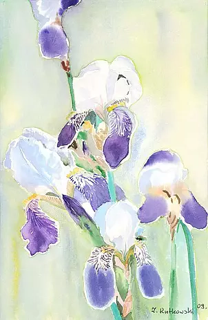 Zdzisław Rutkowski -  Purple and white irises