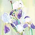 Zdzisław Rutkowski -  Purple and white irises